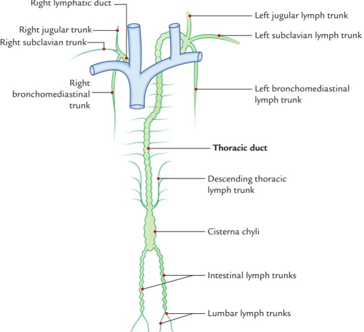 Trunk development