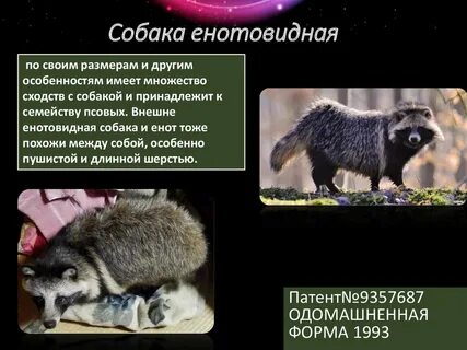 Енотовидная собака развитие с метаморфозом