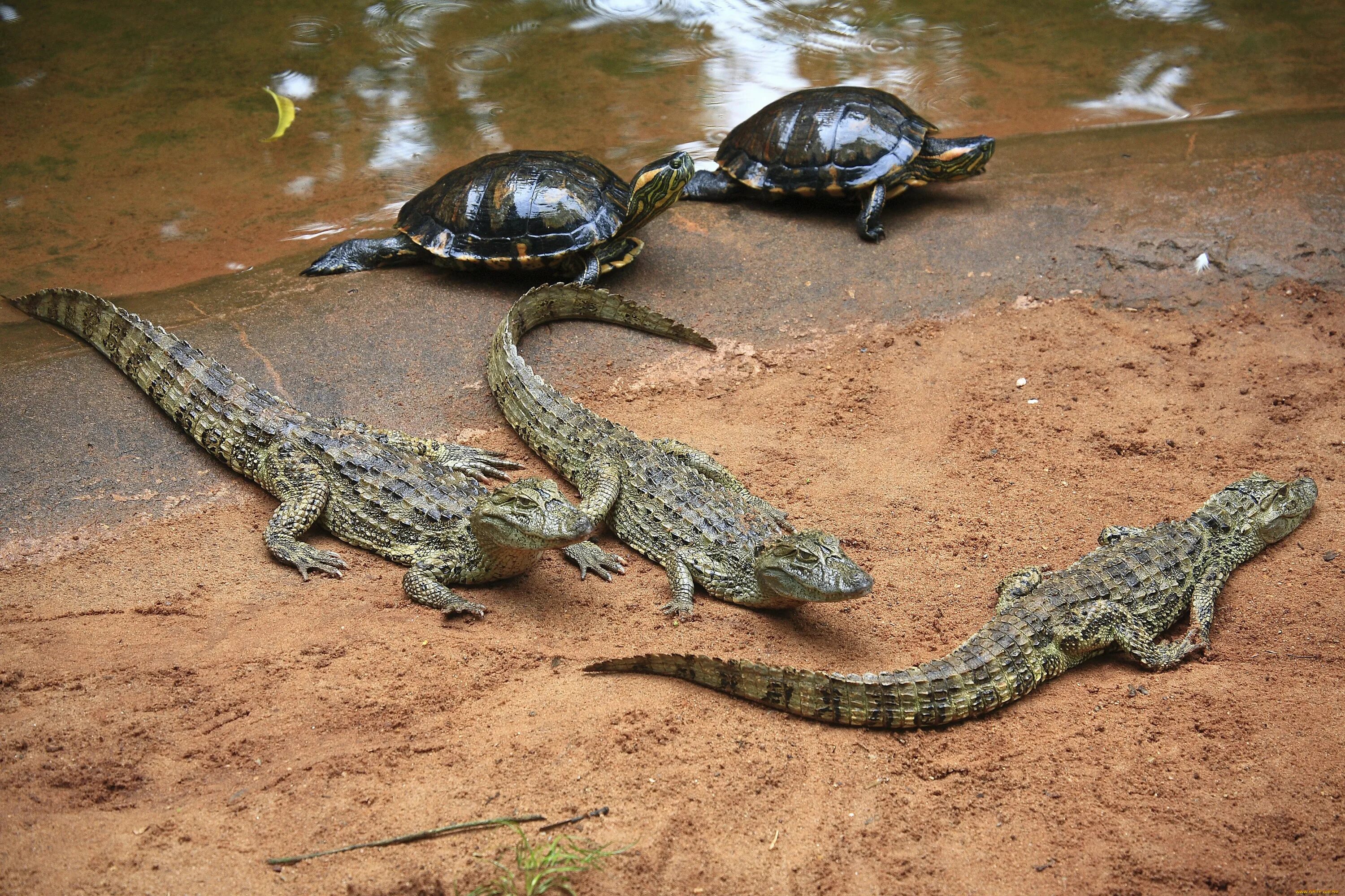 Примыкающие фото. Пресмыкающиеся животные крокодил. Рептилии Варан черепаха. Кубинский Кайман. Пресмыкающиеся змеи ящерицы крокодилы.