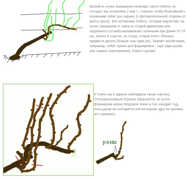 Обрезка винограда весной для начинающих как обрезать. Обрезка винограда на плодовое звено. Правильная обрезка винограда. Побег замещения винограда схема обрезки. Обрезка винограда осенью 2 года.