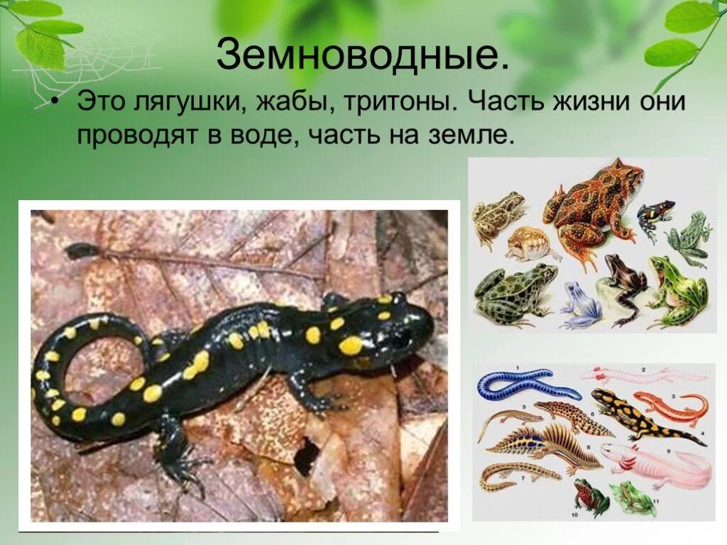 Сообщение о хвостатых земноводных. Презентация про земноводных. Тритоны земноводных 7 класс биология. Красная книга земноводных. Земноводной амфибии тритон.