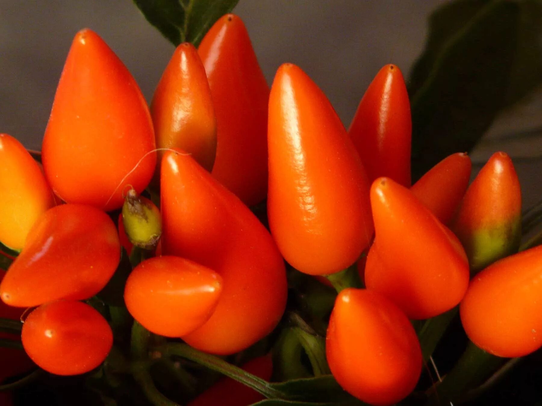 Capsicum. Перец капсикум аннуум. капсикум сомбреро. capsicum (капсикум аннуум) перец однолетний. перец капсикум сомбреро.