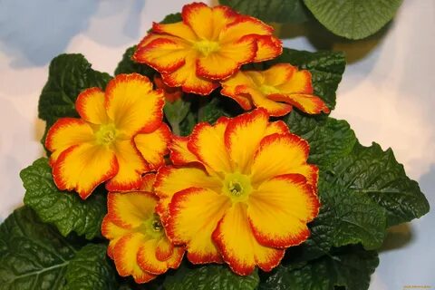 Примула желтеет
