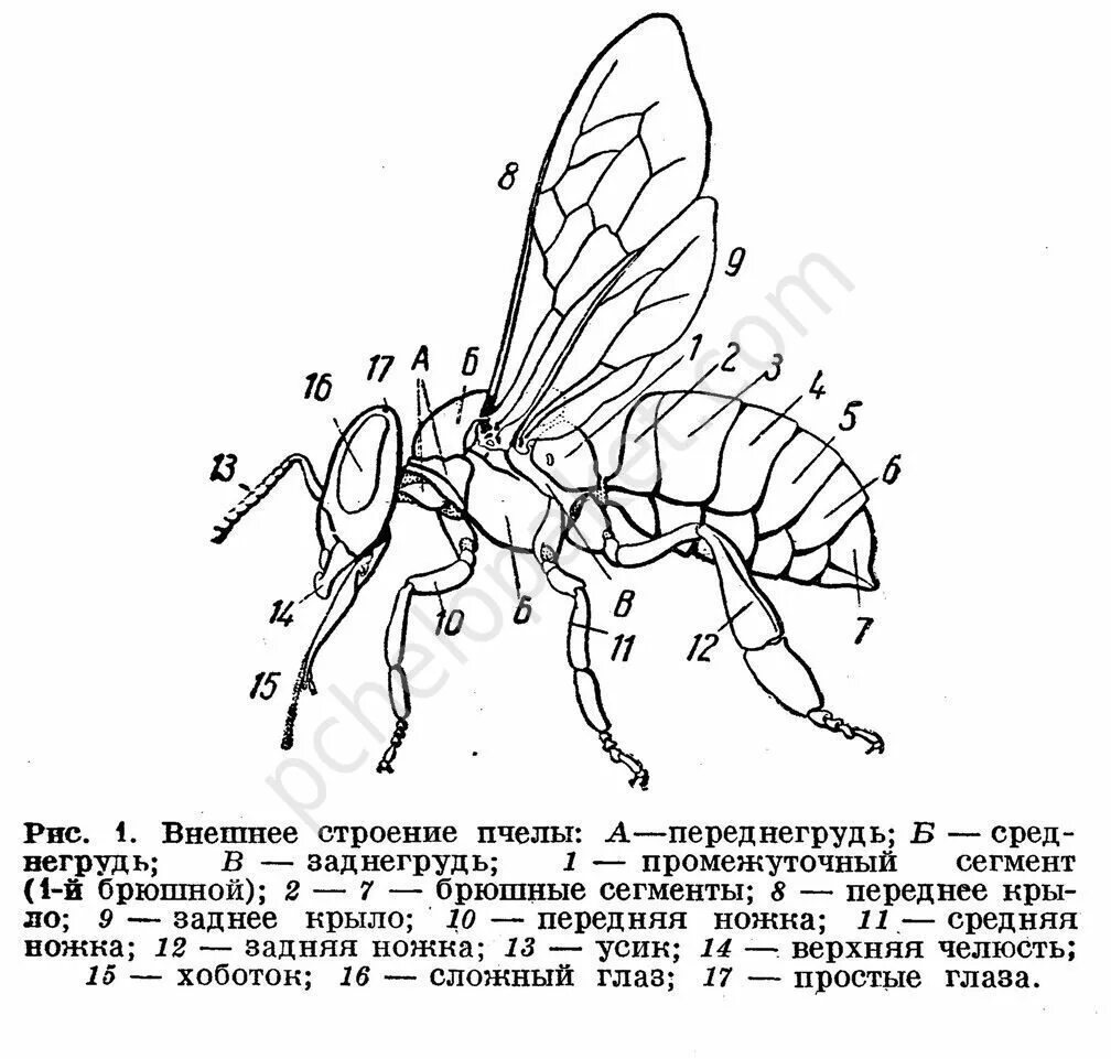 Отделы тела пчелы медоносной. Внешнее строение пчелиной матки. Схема внутреннего строения пчелы. Внешнее строение медоносной пчелы. Внутреннее строение пчелы медоносной.
