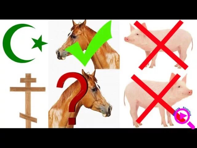 Почему мусульманам нельзя свинину. Свиные запреты в Исламе. Свинина запрещена в Исламе. Ислам запрещает есть конину. Какие животные нельзя кушать мусульманам.