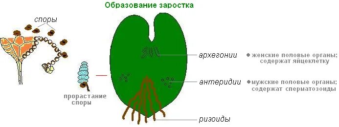 Строение гаметофита папоротника заросток. Строение гаметофита папоротника. Строение гаметофита папоротниковых. Заросток папоротника строение. Мужские гаметы папоротников