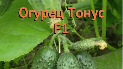 Сорт огурцов тонус