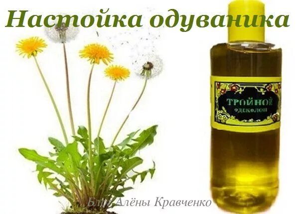 Одуванчики настойки рецепт. Настой из одуванчиков. Настой из одуванчиков. Настойка одуванчика. Настойка рецепта на перге.