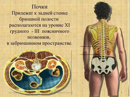 Почки уровень позвонков