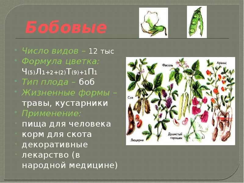 Бобовые пищевые растения примеры Семена бобовых растений купить от производителя,цена Уверенность в завтрашнем