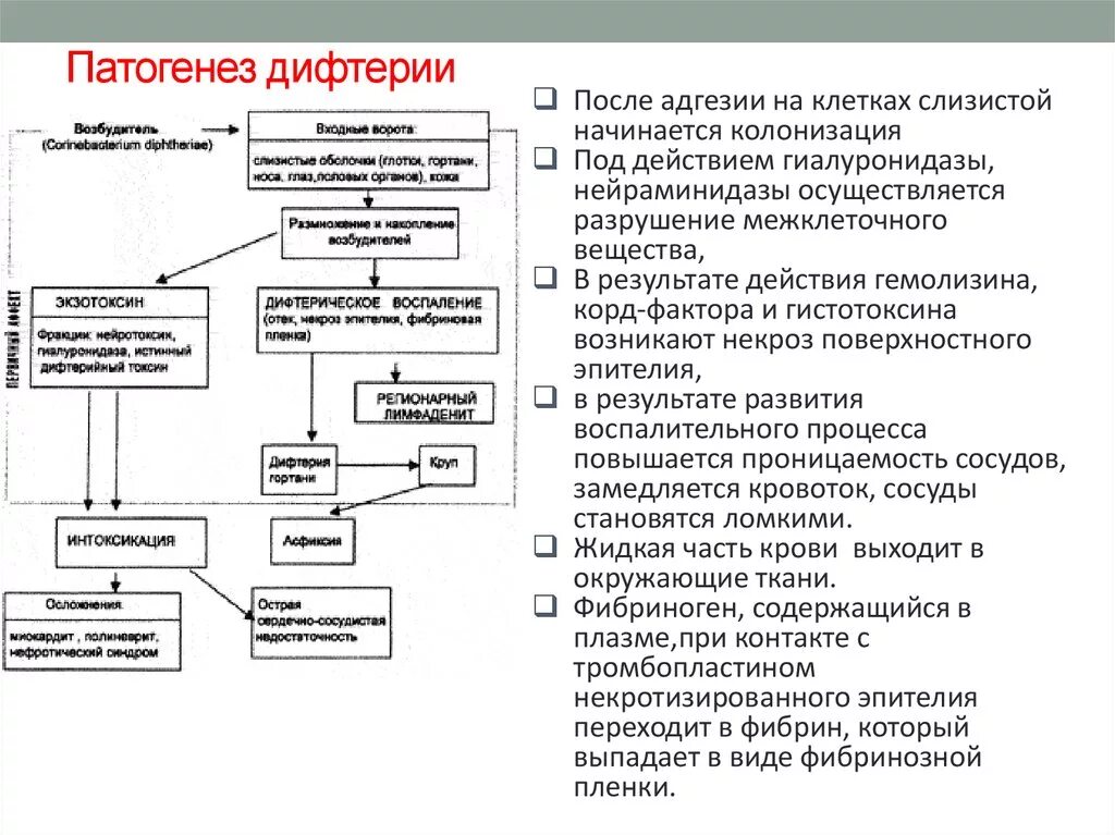 Патогенез дифтерии патанатомия. Патогенез дифтерии схема. Этиология,пути передачи,патогенез дифтерии. Патогенез дыхательной недостаточности при дифтерии.