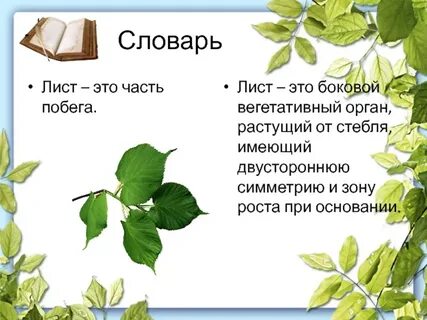 Роста лист