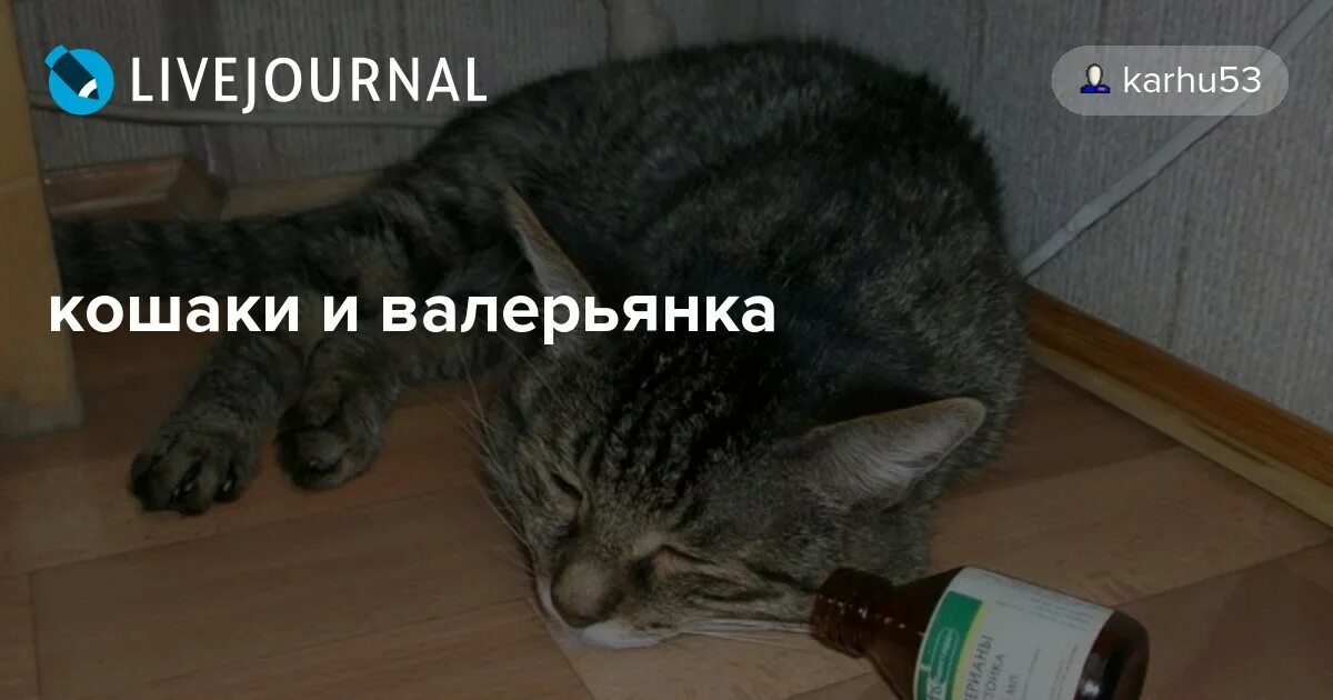 Можно пить валерьянку за рулем. Кот и валерьянка. Кошкина любовь валерьянка. Мастурбация кот и валерьянка. Кот с валерьянкой картинки.