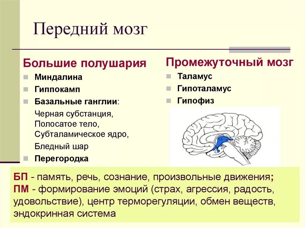 Размер переднего мозга