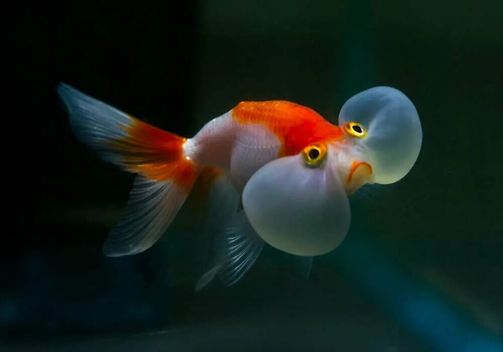 Глазки рыбок. Жемчужинка рыбка аквариумная. Золотая рыбка водяные глазки. Вуалехвост Жемчужинка. Звездочет рыбка аквариумная.