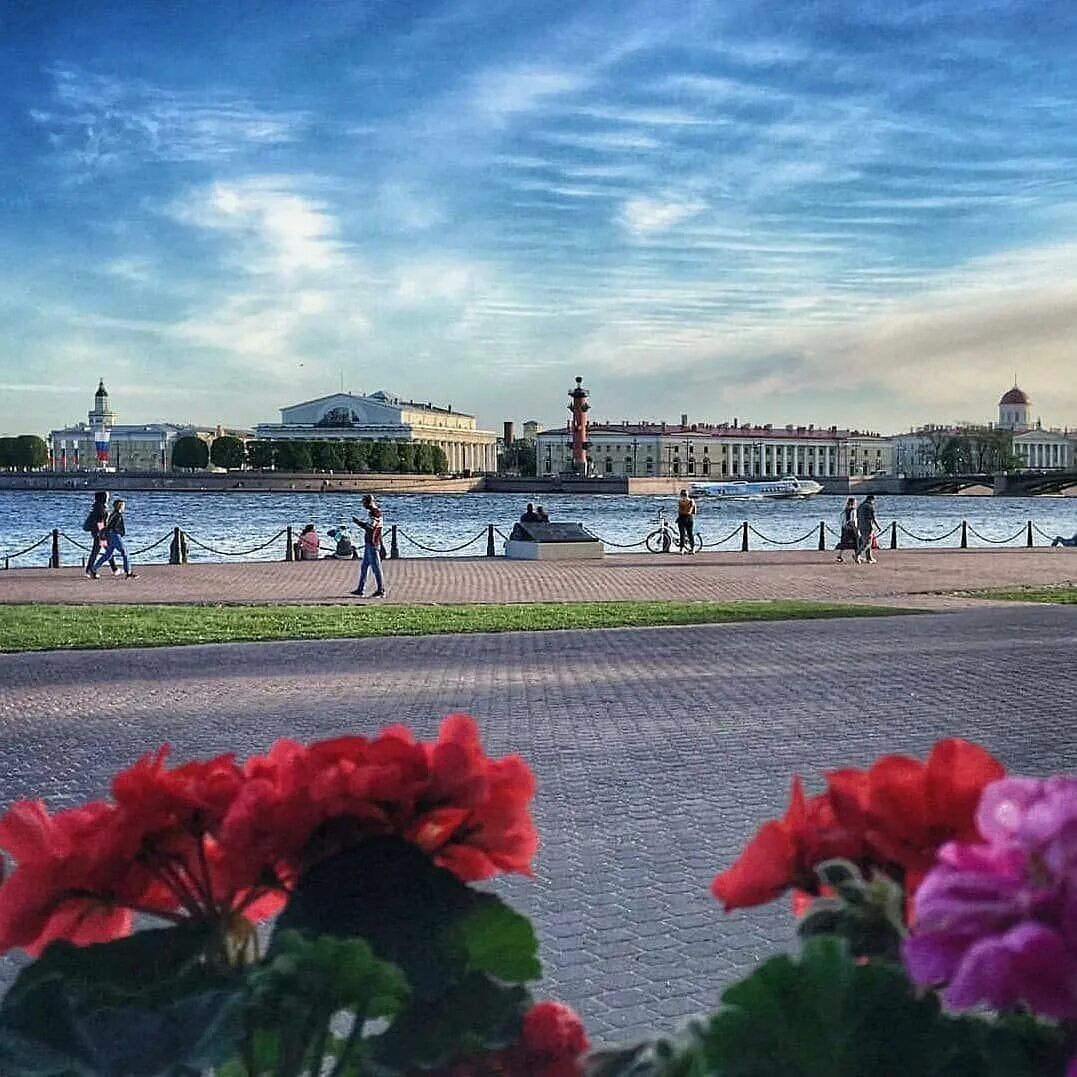 Фото санкт петербурга летом. Стрелка Васильевского острова Санкт-Петербург. Стрелка Васильевского острова лето. Питер стрелка Васильевского острова. Ансамбль стрелки Васильевского острова.