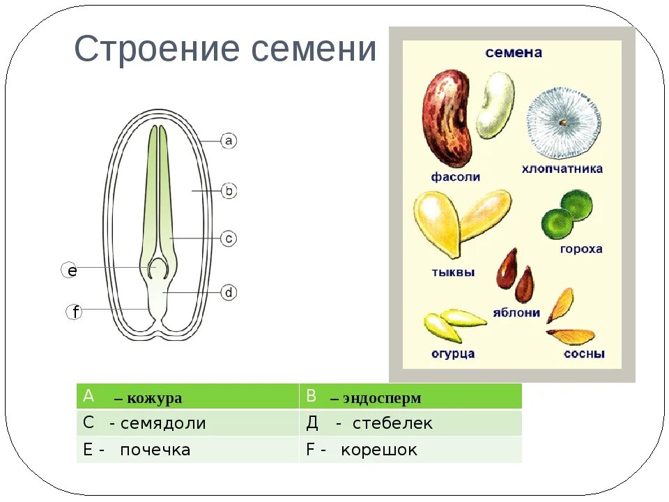 Внутреннее строение семени томата. Строение семени томата и тыквы. Семя тыквы строение схема. Строение семени тыквы. Семя тыквы строение схема рисунок.