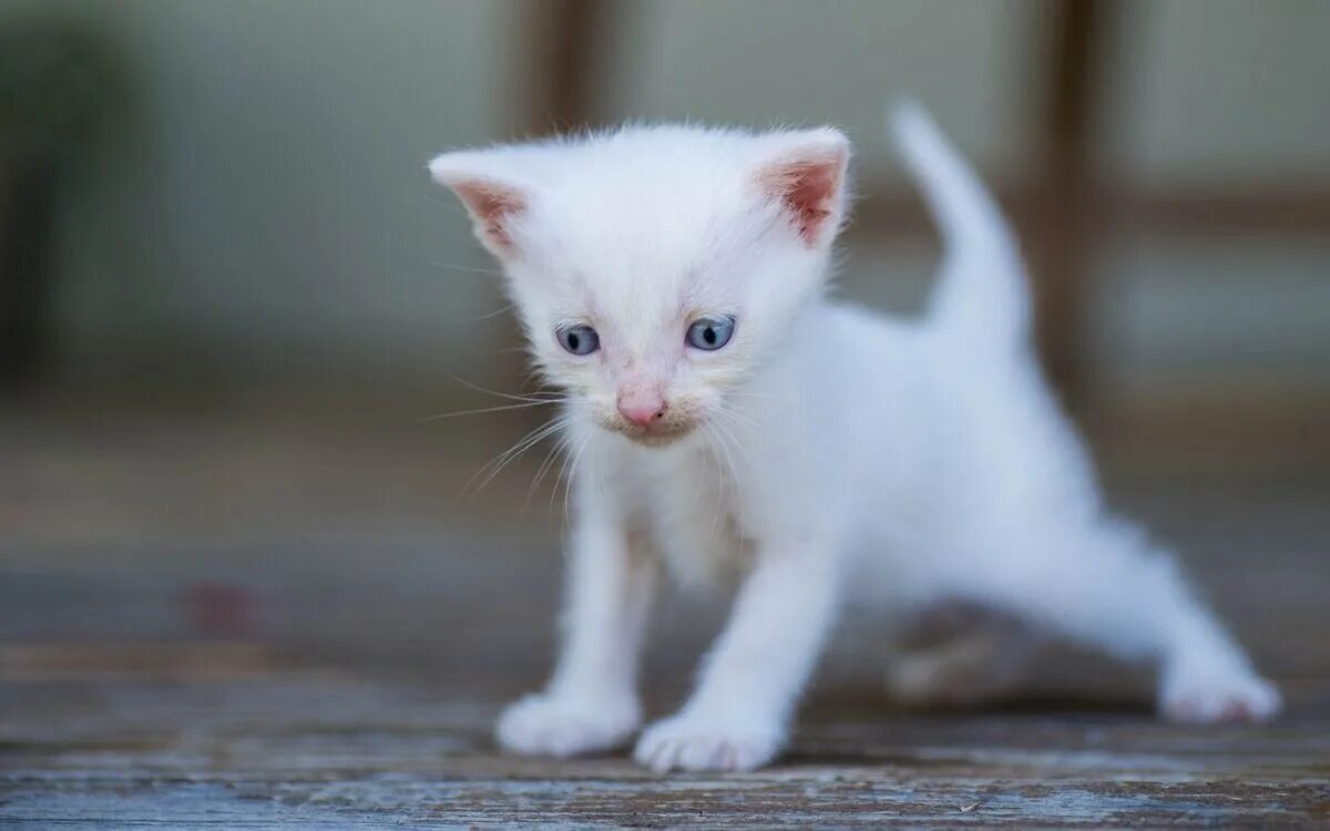 Белый котенок. Белый пушистый котенок. Маленький котенок. Белый котик. Маленький беленький котенок.