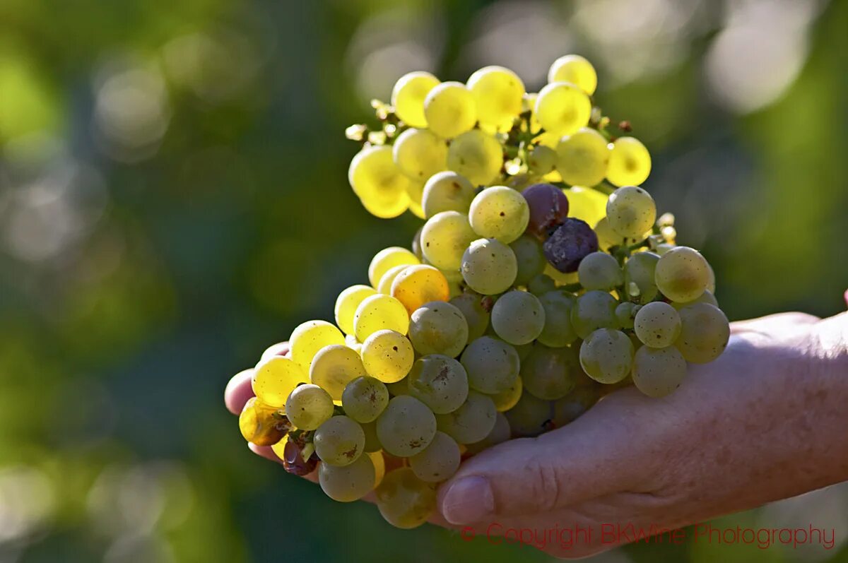 Виноград сорта шарова. Chardonnay виноград. Шардоне виноград. Бургундия виноград. Сорта винограда Wine Folly.