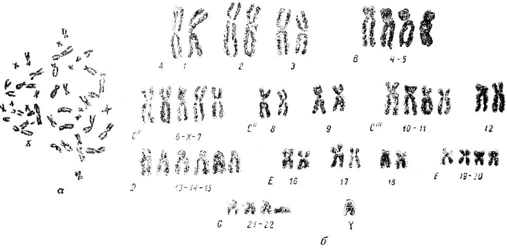 кариотип рыбы 56