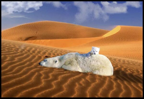 медведь в пустыне. гобийский бурый медведь. медведь гоби живёт в. арктические пустыни животные. медведь пустыни гоби.