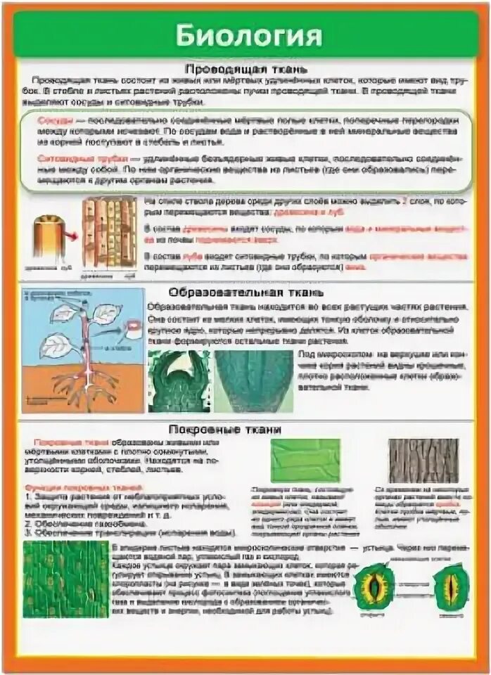 Шпаргалки по биологии егэ. Строение человека огэ биология. Шпоры егэ биология. Шпаргалка по биологии егэ 2024. Шпоры по биологии егэ.