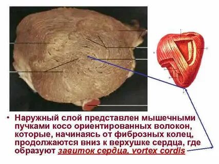 Мышечный слой сердца