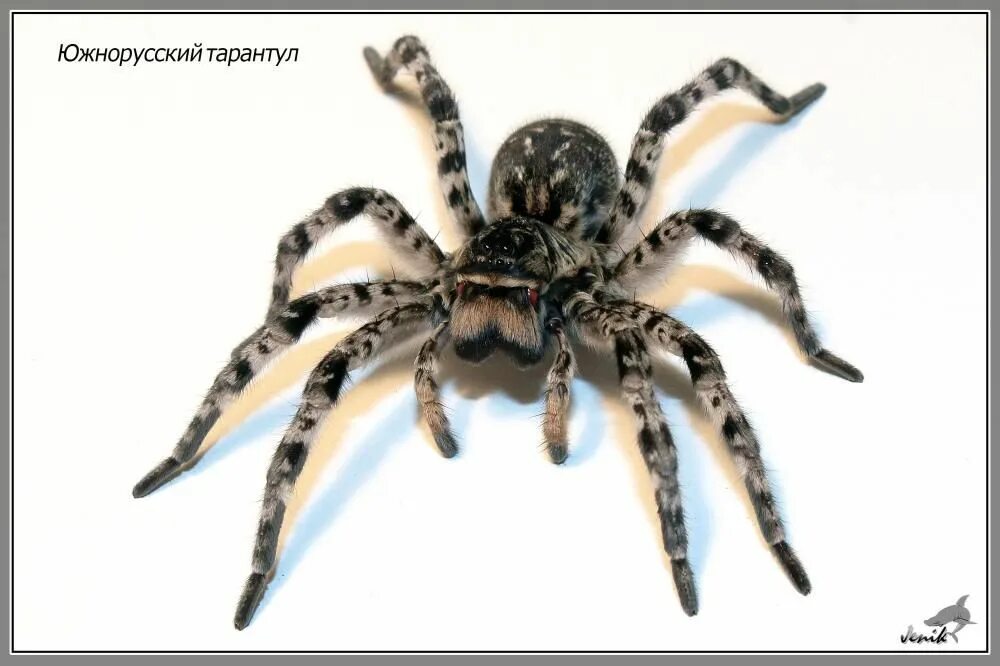 Средний тарантул. Южнорусский тарантул мизгирь. южнорусский тарантул (паук мизгирь. южнорусский тарантул крестовик. паук волк южнорусский тарантул.
