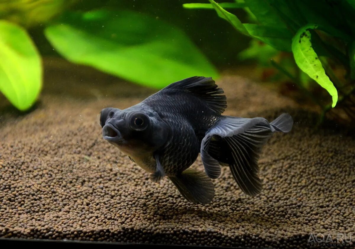 аквариумные рыбки таганрог