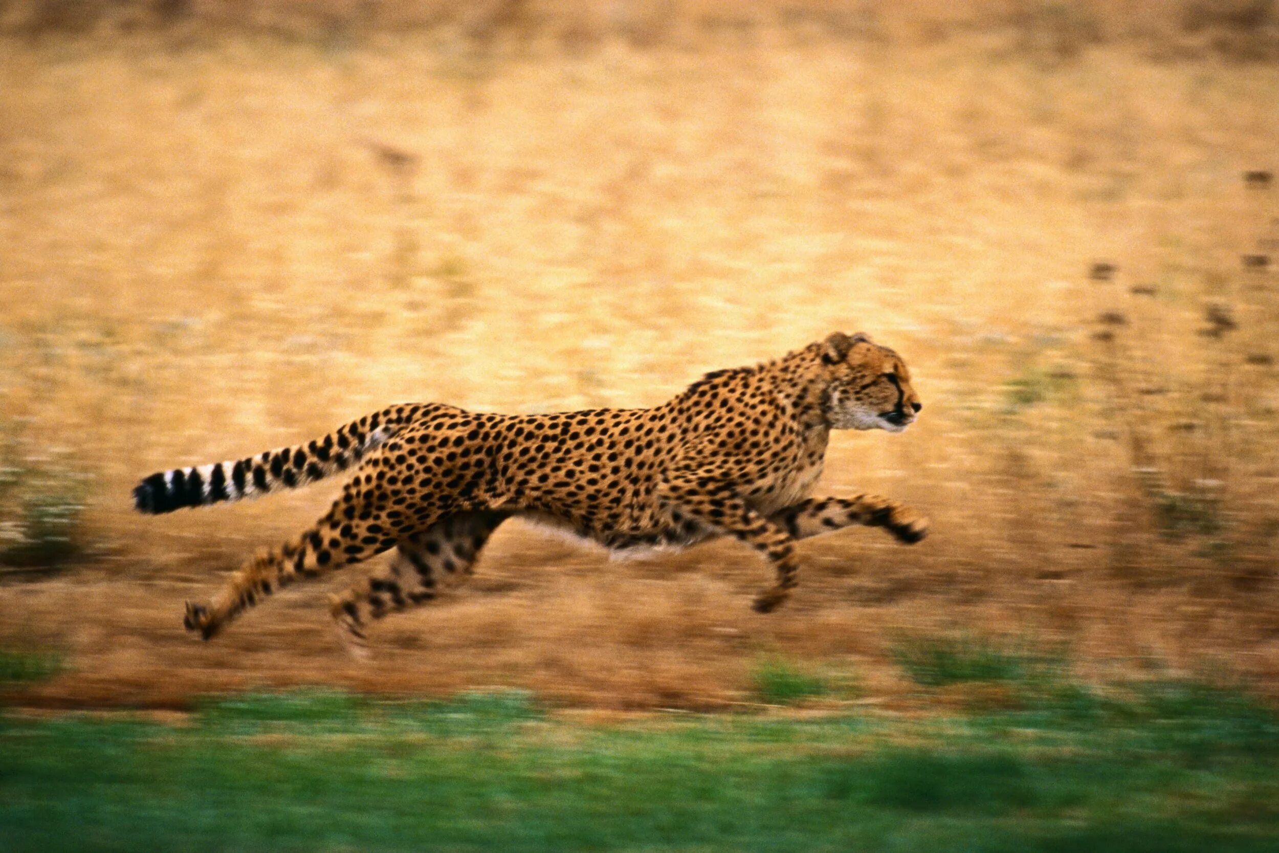 Animals en. Cheetah (гепард). Гривастый гепард. Закаспийский гепард. Гепард в саванне.