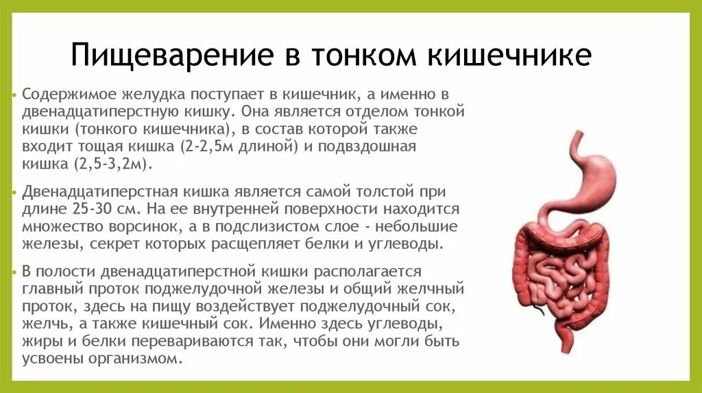 Печень пищеварительный сок. Пищеварение в тонком кишечнике. Процессы пищеварения в тонком отделе кишечника. Процессы переваривания пищи в тонком кишечнике. Пищеварение в тонком кишечнике бывает.