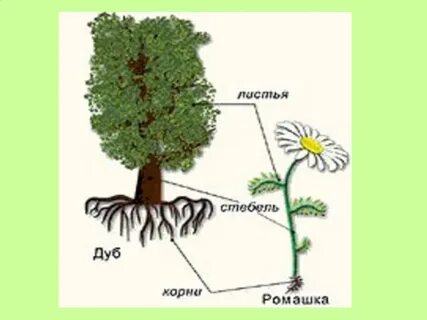 Урок внешнее строение растений