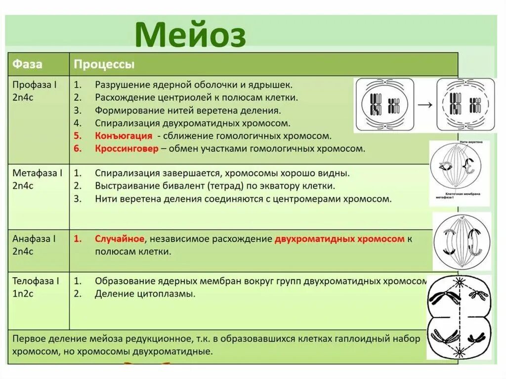 Митоз какой метод исследования. Мейоз таблица по фазам 9 класс. Стадии мейоза с описанием. Мейоз фазы и процессы таблица 2 деление. Таблица мейоз 1 и 2 деление.