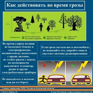 Какие деревья во время грозы