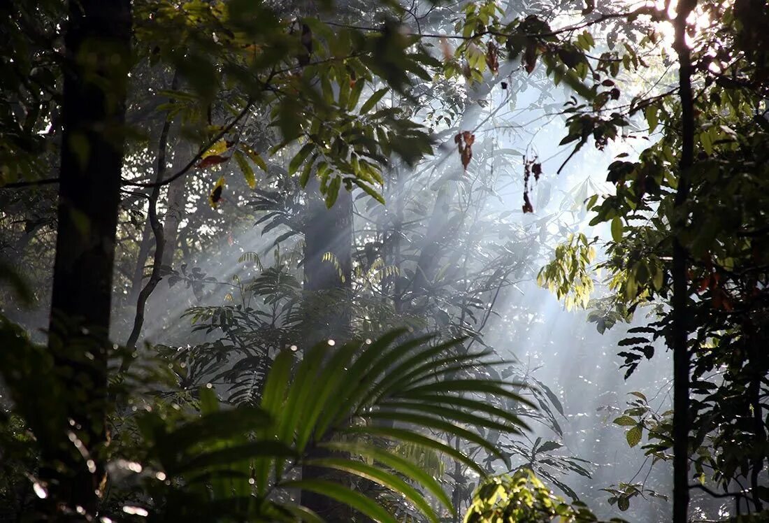 Бразилия тропические леса Сельва. Бразилия джунгли Амазонии. Тропические дождевые леса Амазонии. Тропические леса амазонки, Южная Америка.