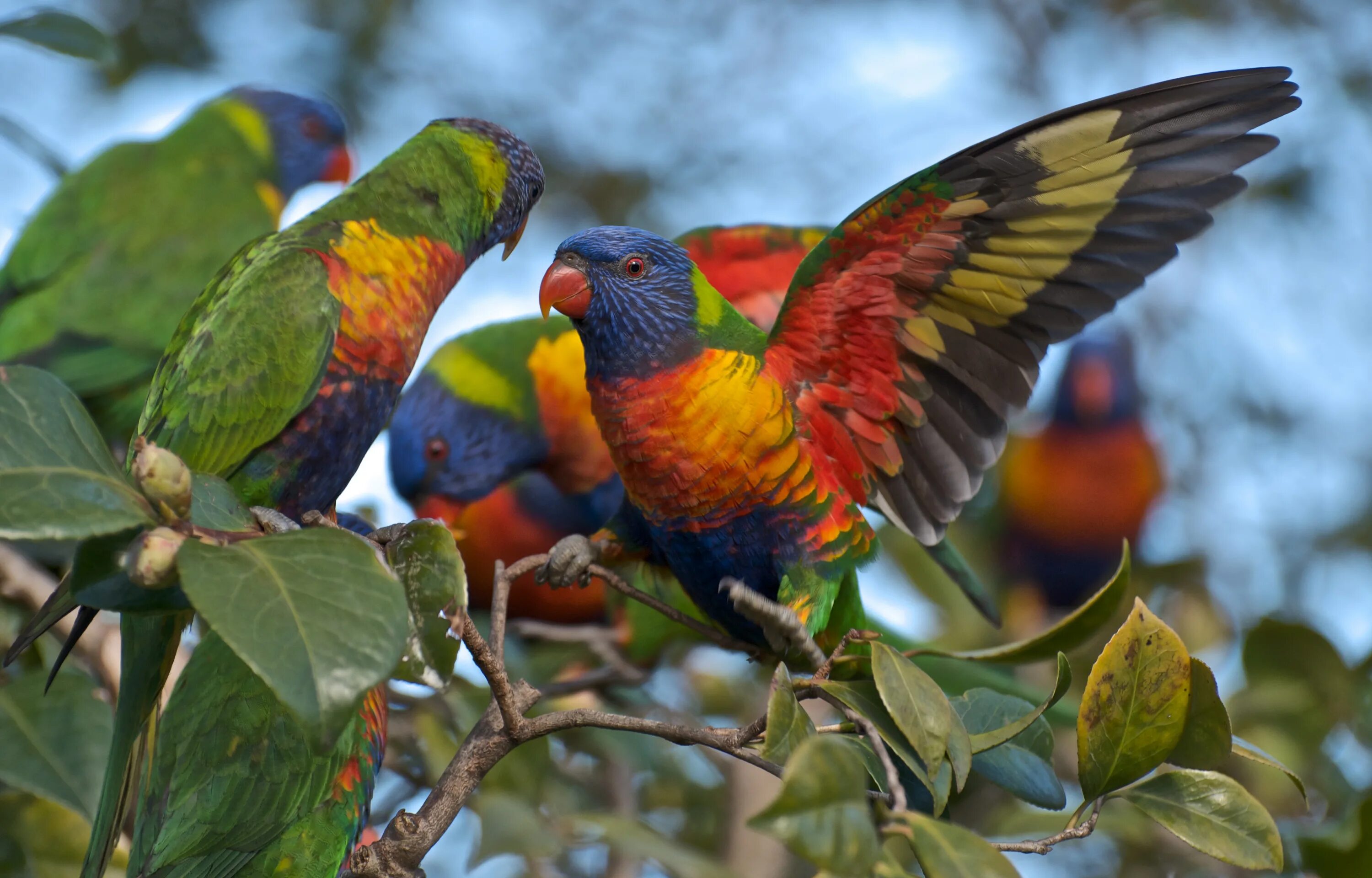Новый пестрый. Лорикет попугай. Австралийский лорикет. Многоцветный лорикет попугай. Попугаи лорикеты Австралии.