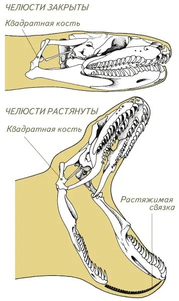 Строение питона. Строение челюсти неядовитой змеи. Строение челюсти питона. Строение челюсти Полоза. Строение челюстей змей.