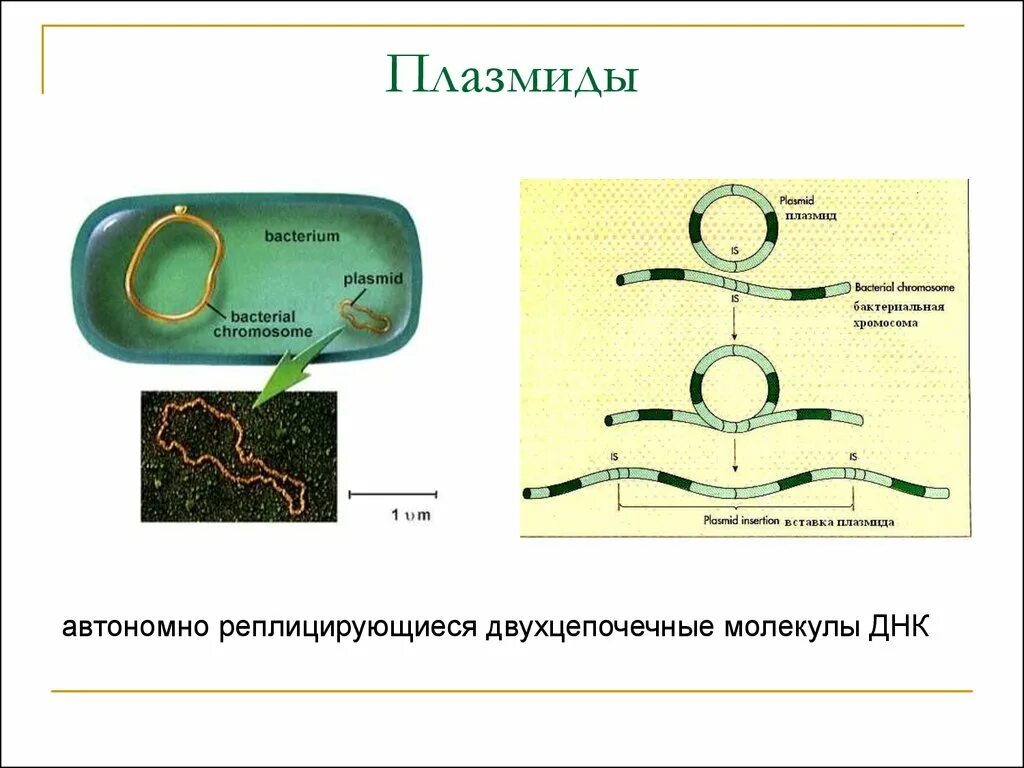 Плазмида кольцевая днк. Строение бактериальных плазмид. Строение бактерии плазмида. Строение бактериальной плазмиды. Плазмиды окраска бактерий.