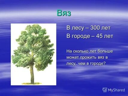 Какое дерево живет дольше всех