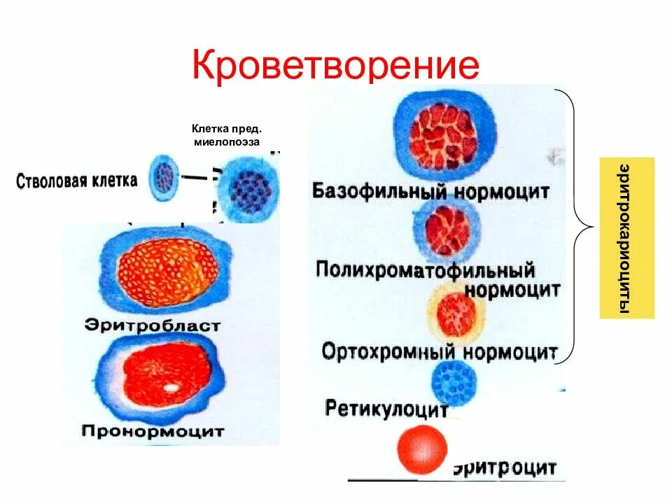 Кроветворение. Кроветворение презентация. Процесс гемопоэза. Эмбриональный и постэмбриональный гемопоэз. Процесс кроветворения.