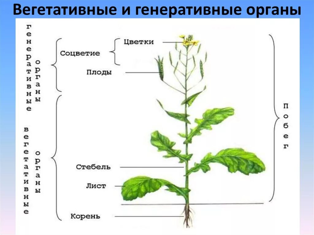 Схема строения органов цветкового растения. Вегетативные органы растений схема. Вегетативные органы цветкового растения схема. Органы растений вегетативные и генеративные схема.