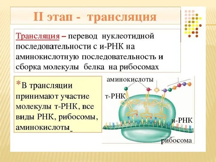 Этап трансляции в процессе биосинтеза белка. Трансляция процесс синтеза белка. 10 Класс биология Синтез белков. Синтез белка по биологии 9 класс.