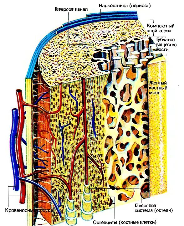 Компактное вещество трубчатой кости. Компактное вещество трубачной кости. Строение кости надкостница компактное. Строение трубчатой кости надкостница.