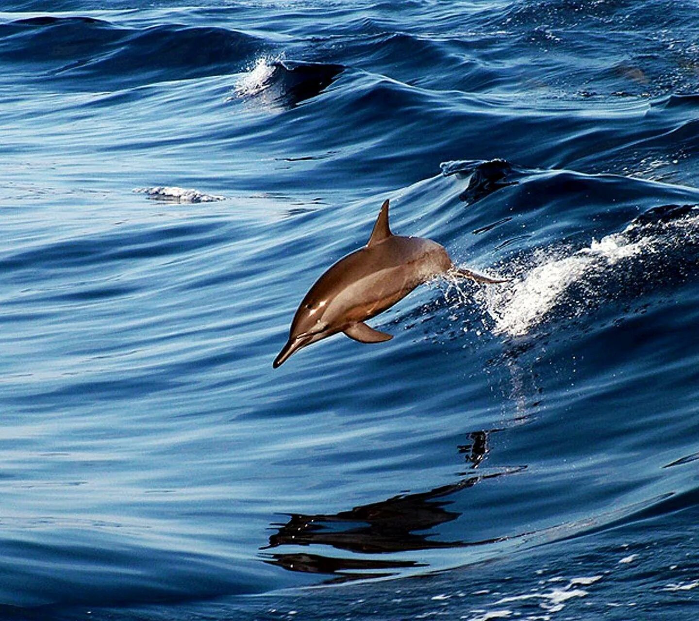 Дельфины в море. Дельфин в море. Дельфины фото. Дельфины в прыжке.