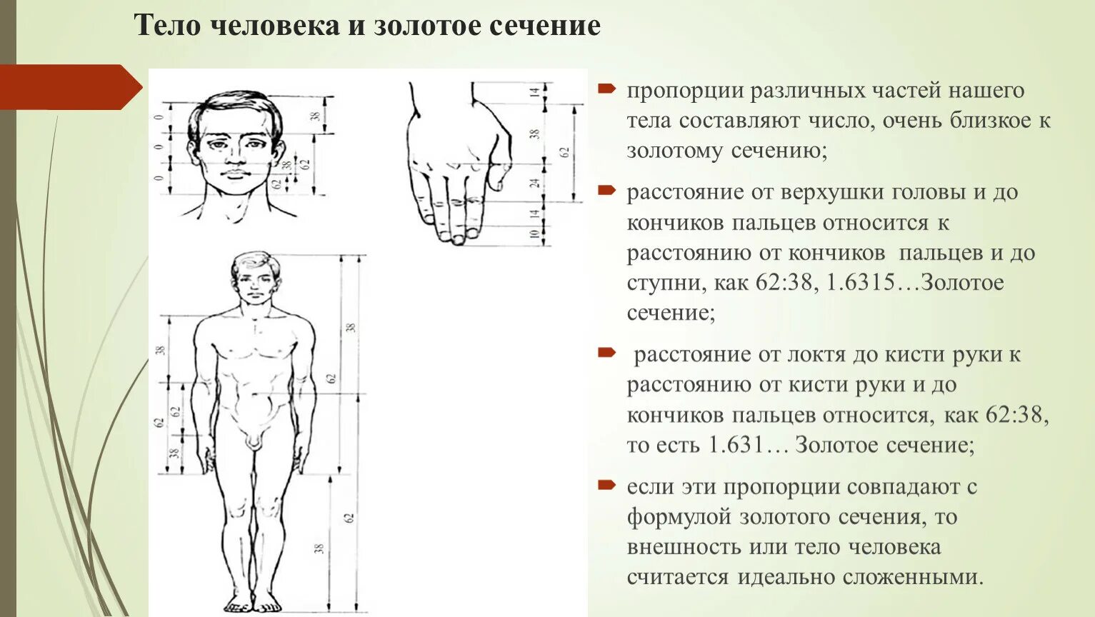 Золотое сечение тело человека. Пропорции тела человека. Золотое сечение в пропорциях человеческого тела. Лицо по Золотому сечению.