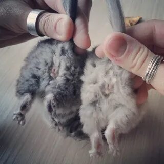 Шиншиллы кто лучше мальчик или девочка