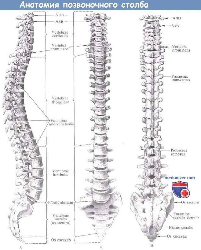 Изгибы костей. Позвоночный столб анатомия Синельников. Кости позвоночного столба схема. Позвонки и Позвоночный столб анатомия. Скелет позвоночника человека анатомия позвонков.
