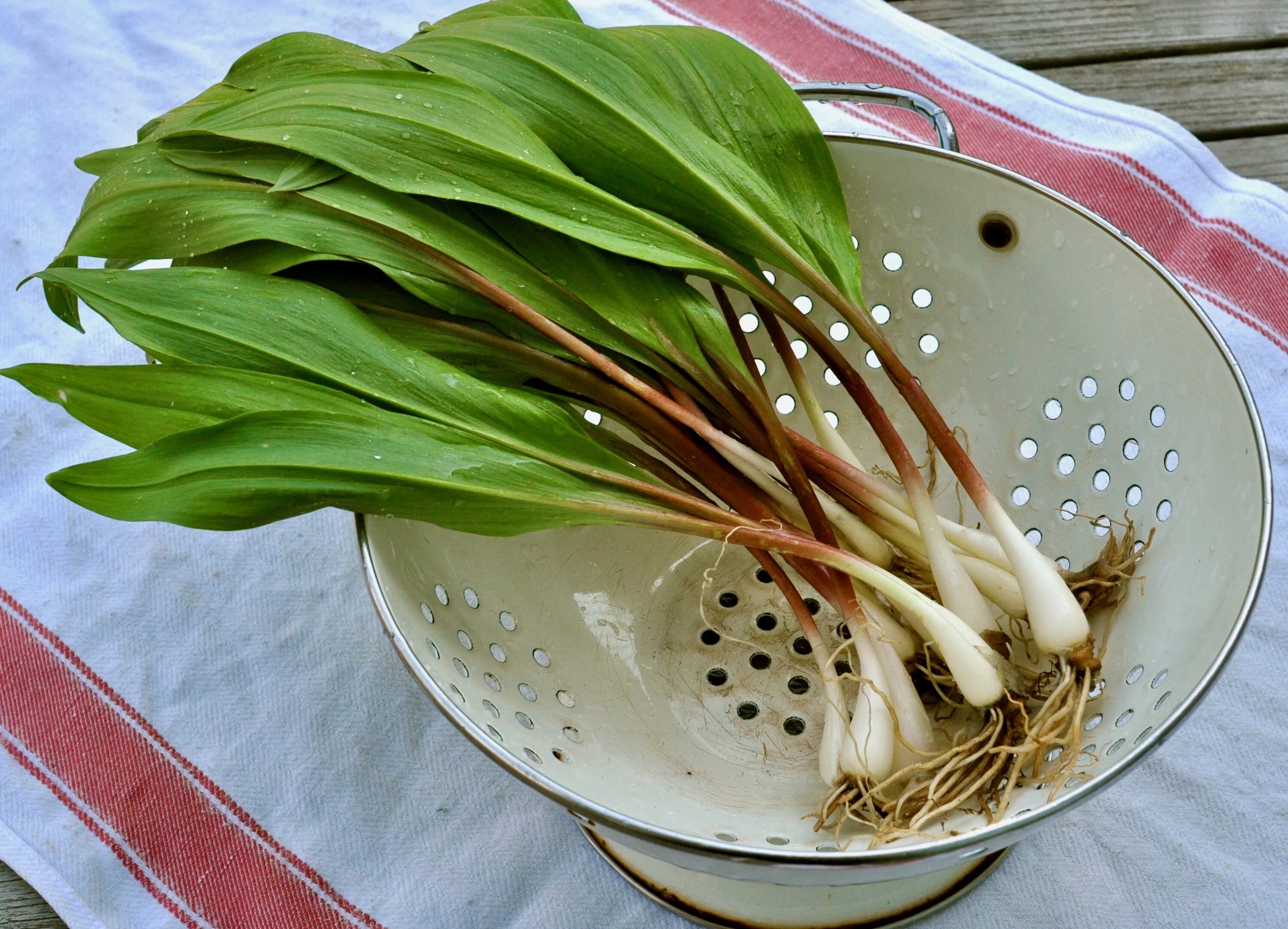 Дикий лук название. Allium tricoccum. Многолетний лук джусай. Дикий лук со вкусом чеснока. Дикий чеснок.