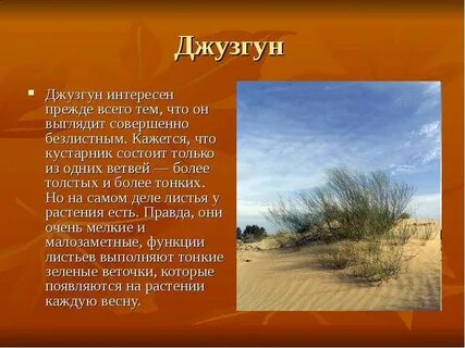 Растения пустыни сообщение