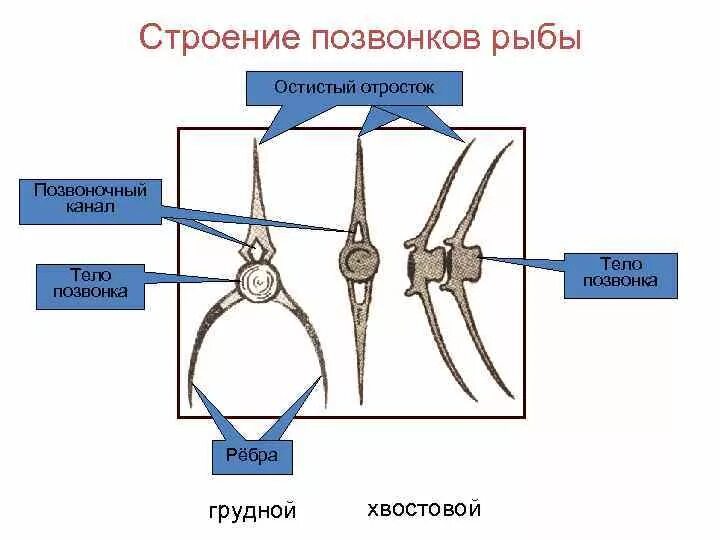 Туловищный и хвостовой позвонки